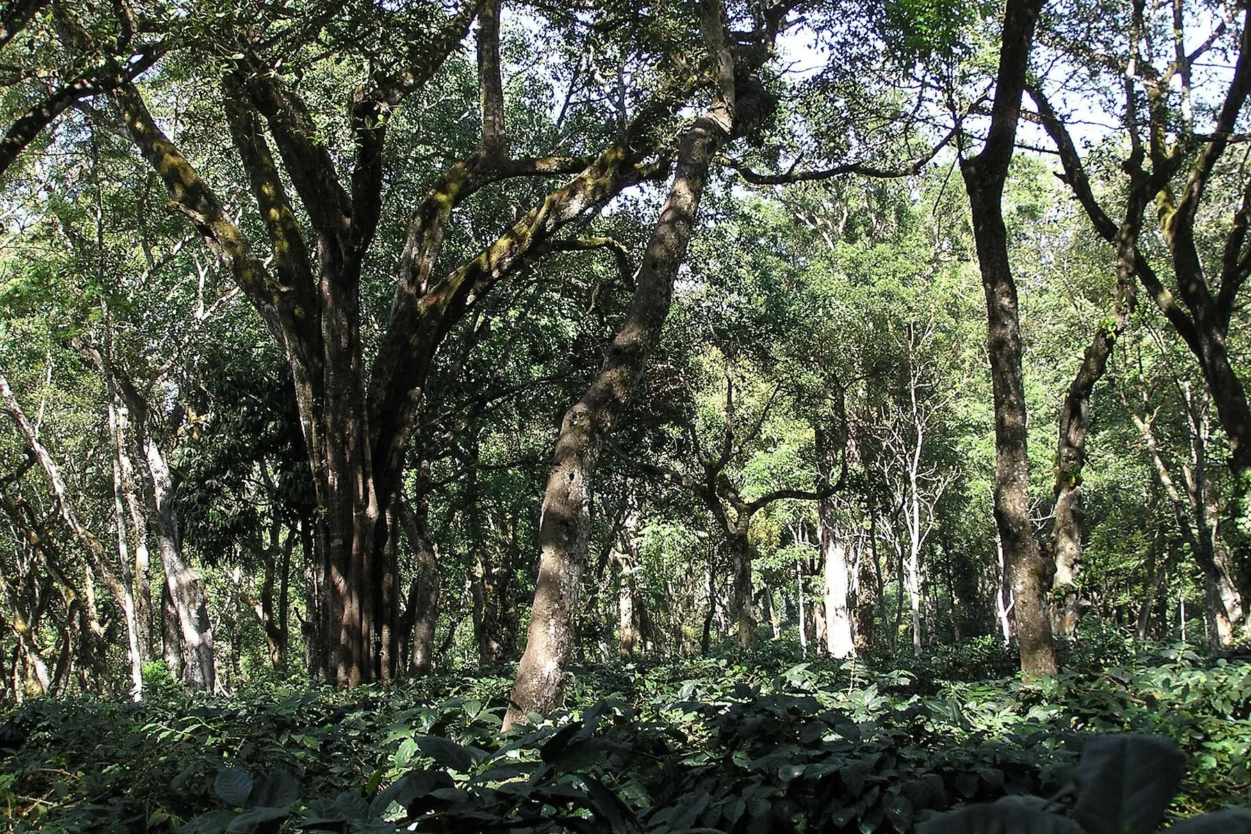 Shade-grown coffee country