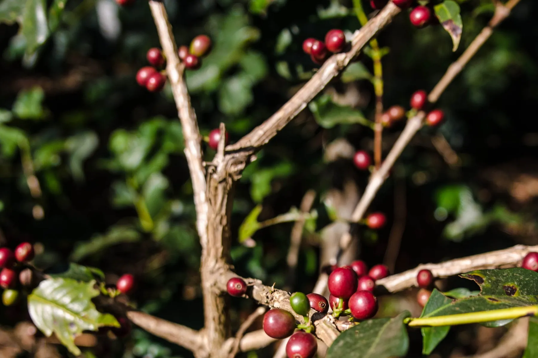 Coffee Museum, Chikkamagaluru